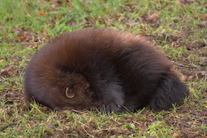 Whipsnade Zoo