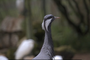 Whipsnade Zoo