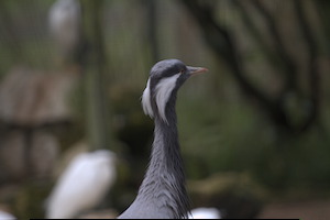Whipsnade Zoo