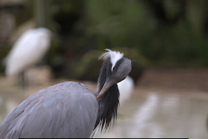 Whipsnade Zoo