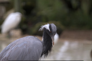 Whipsnade Zoo