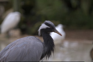 Whipsnade Zoo