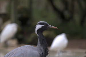 Whipsnade Zoo