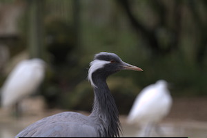 Whipsnade Zoo