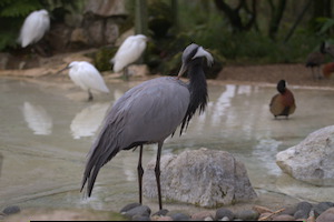 Whipsnade Zoo