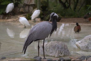 Whipsnade Zoo