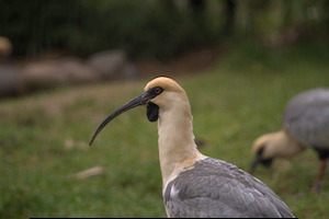 Whipsnade Zoo