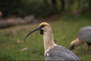 Whipsnade Zoo