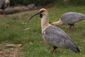 Whipsnade Zoo