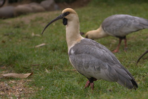 Whipsnade Zoo