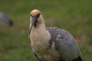Whipsnade Zoo