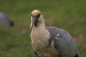 Whipsnade Zoo