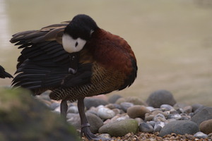 Whipsnade Zoo