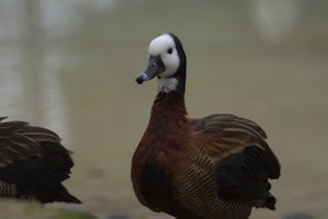 Whipsnade Zoo