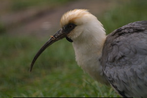 Whipsnade Zoo