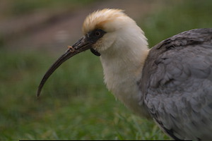Whipsnade Zoo