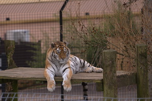 Whipsnade Zoo