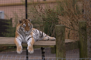 Whipsnade Zoo