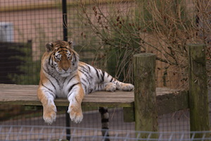 Whipsnade Zoo