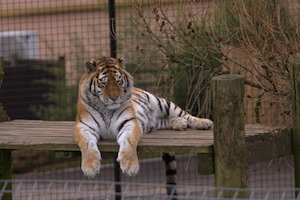 Whipsnade Zoo