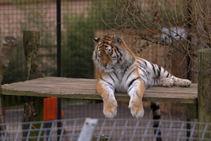 Whipsnade Zoo