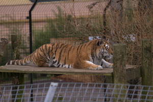Whipsnade Zoo