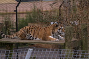 Whipsnade Zoo