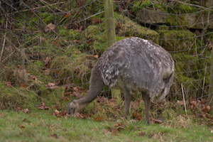 Whipsnade Zoo
