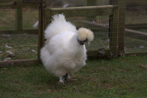 Whipsnade Zoo