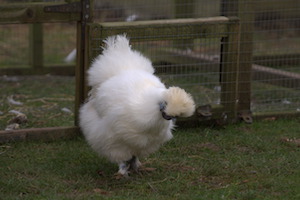 Whipsnade Zoo