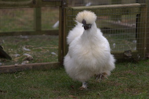 Whipsnade Zoo