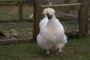 Whipsnade Zoo