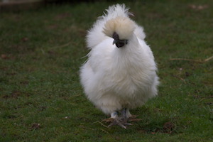 Whipsnade Zoo