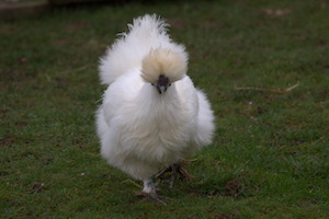 Whipsnade Zoo
