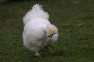 Whipsnade Zoo