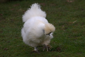 Whipsnade Zoo