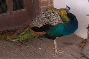 Whipsnade Zoo