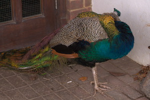 Whipsnade Zoo