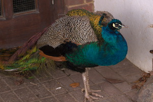 Whipsnade Zoo