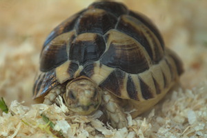 Whipsnade Zoo
