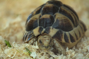 Whipsnade Zoo