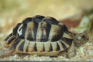 Whipsnade Zoo