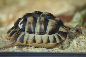 Whipsnade Zoo