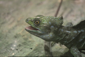 Whipsnade Zoo