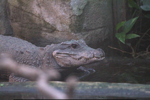 Whipsnade Zoo