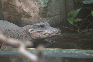Whipsnade Zoo