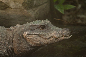 Whipsnade Zoo