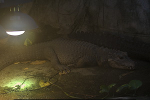 Whipsnade Zoo