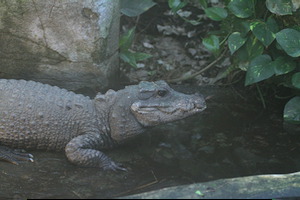 Whipsnade Zoo