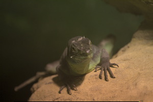 Whipsnade Zoo